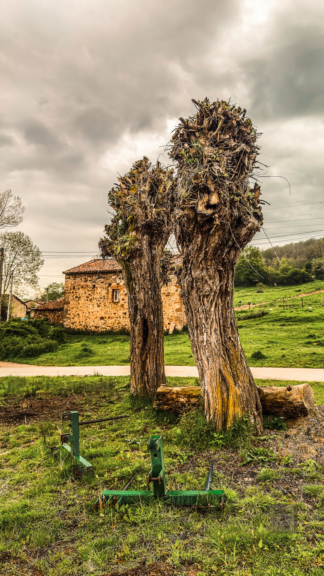 La Poda del Norte (Láminas)